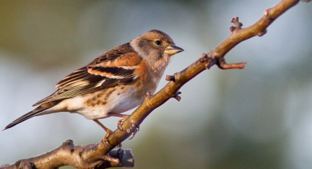 Brambling