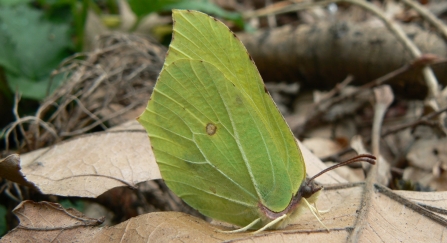 Brimstone