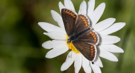 Brown argus