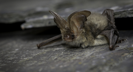 Brown long-eared bat