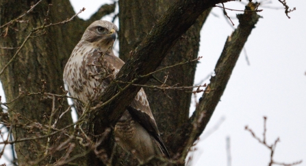 Buzzard