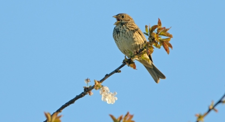 Corn bunting