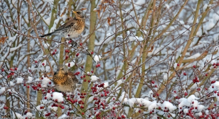 Fieldfares