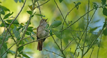 Nightingale singing