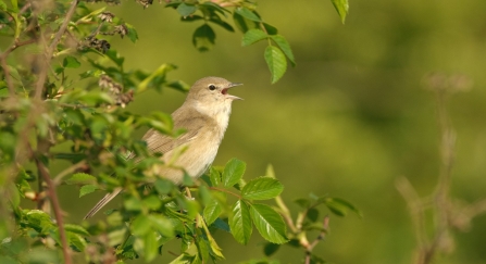 Garden warbler