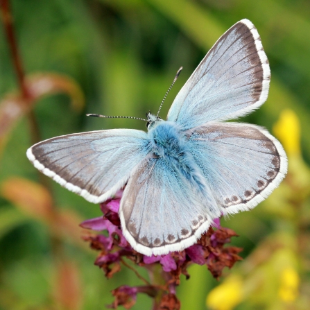 Chalkhill blue butterfly