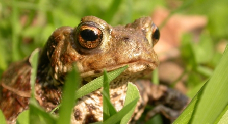 Common toad