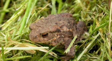 Common toad