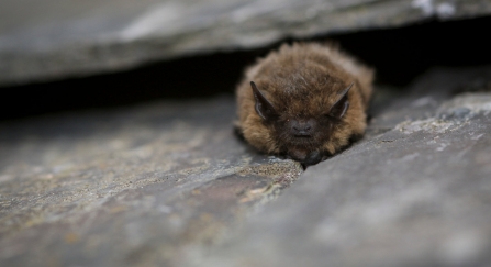 Common pipistrelle