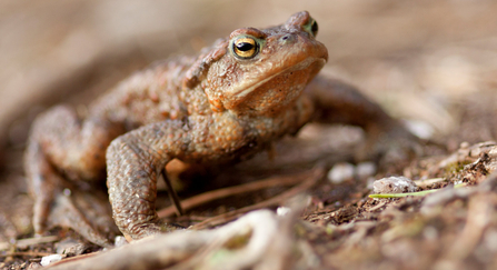 Common toad