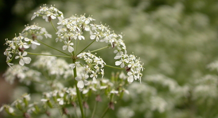 Cow parsley