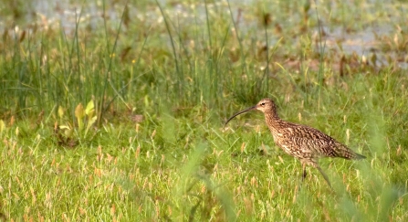 Curlew in grassland