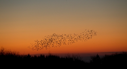 Murmuration