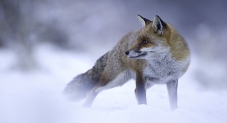 Red fox in the snow in winter