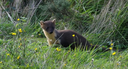 Pine marten