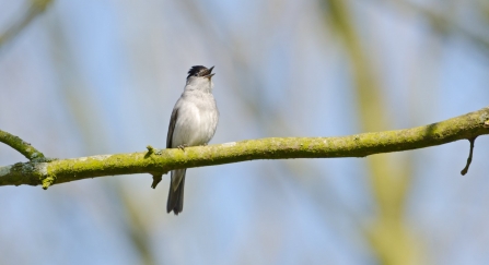 Blackcap