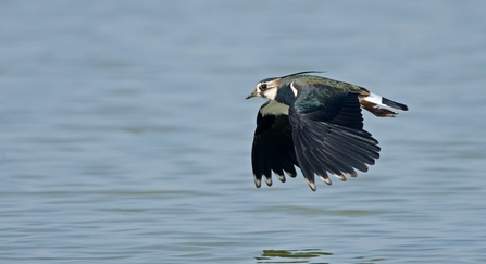 Lapwing in flight