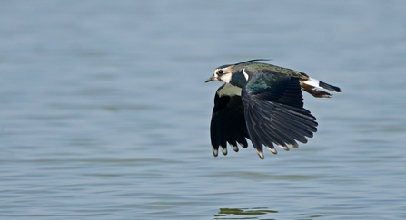 Lapwing in flight