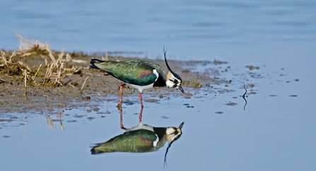 Lapwing wading in shallow water