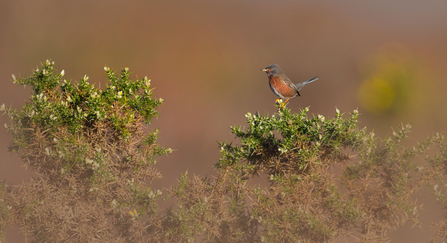 Dartford warbler