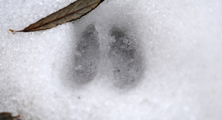 Deer tracks