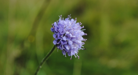 Devil's bit scabious