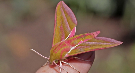 Elephant hawkmoth