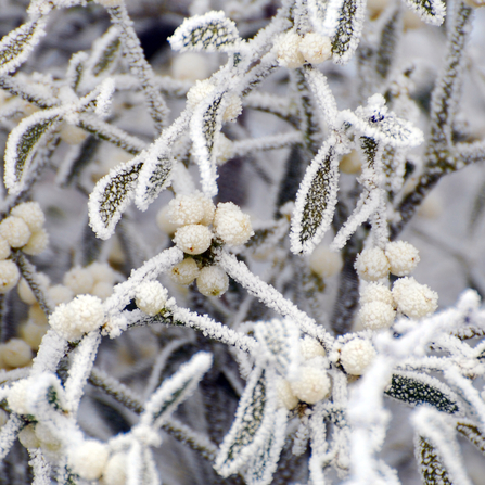 Mistletoe