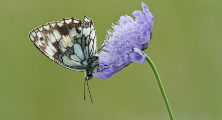 Marbled white on scabious