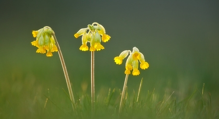 Cowslips (Primula veris)