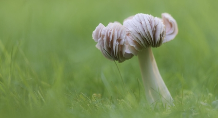 Pink waxcap
