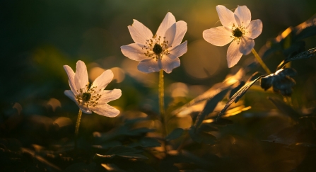 Wood anemone