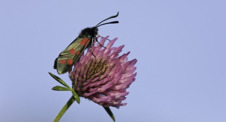 Six-spot burnet moth