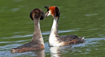 Great crested grebes