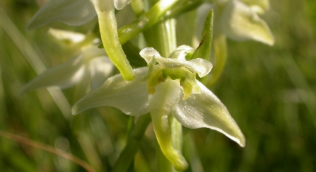 Greater butterfly orchid