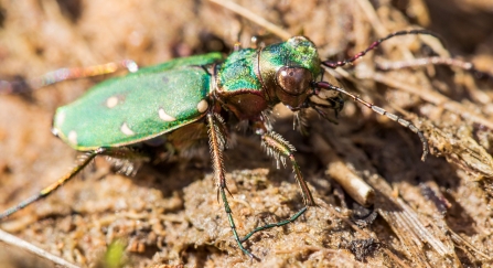 Green tiger beetle