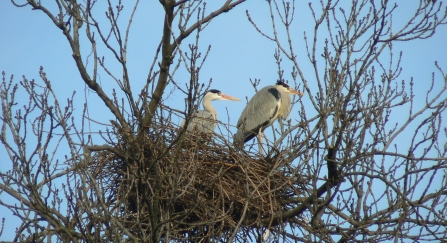 Grey herons