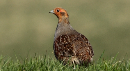 Grey partridge