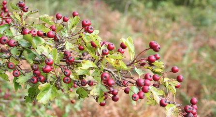 Hawthorn berries