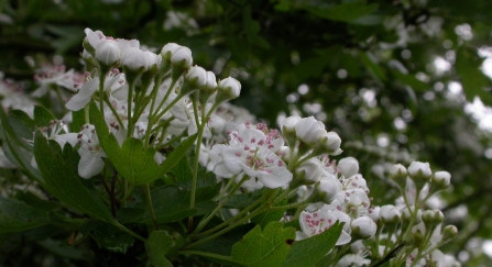 Hawthorn