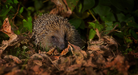 A hedgehog snuffling about in leaf litter at night under a garden light