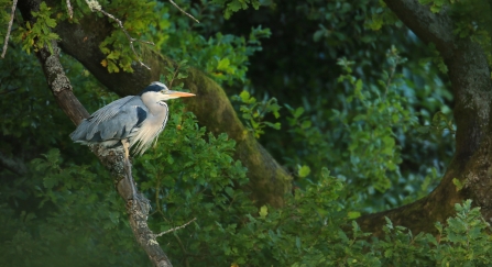 Grey heron