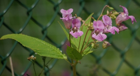 Himalayan balsam by Gillian Day