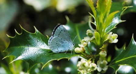 Holly blue