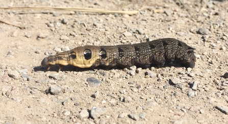 Elephant hawkmoth caterpillar