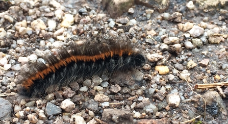 Fox moth caterpillar 