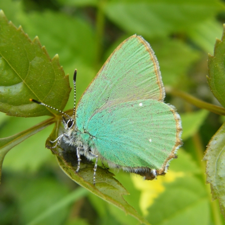 Green hairstreak butterfly