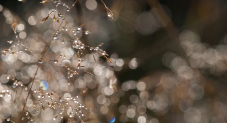 Dew on plant