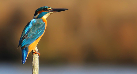 Kingfisher