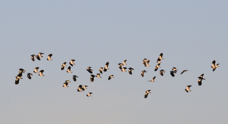 Lapwing